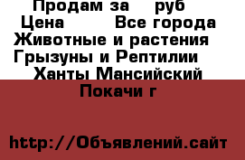 Продам за 50 руб. › Цена ­ 50 - Все города Животные и растения » Грызуны и Рептилии   . Ханты-Мансийский,Покачи г.